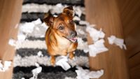 Dog sitting proudly beside shredded toilet paper