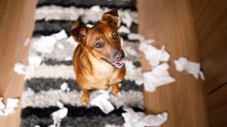 Dog sitting proudly beside shredded toilet paper