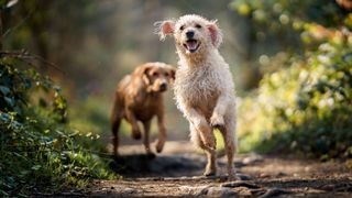 Dogs running through forest on International Dog Day