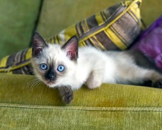 A Siamese kitten with blue eyes lying on a bright green couch with striped yellow or solid purple cushions