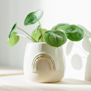 Pilea Peperomioides known as Chinese money plant in a ceramic flowerpot with rainbow on a chest of drawers white texture wall background