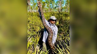 Researcher with a massive python in the forest.
