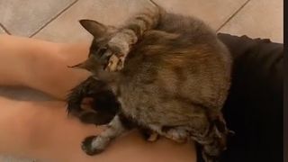 Cat giving birth to kittens in owners lap