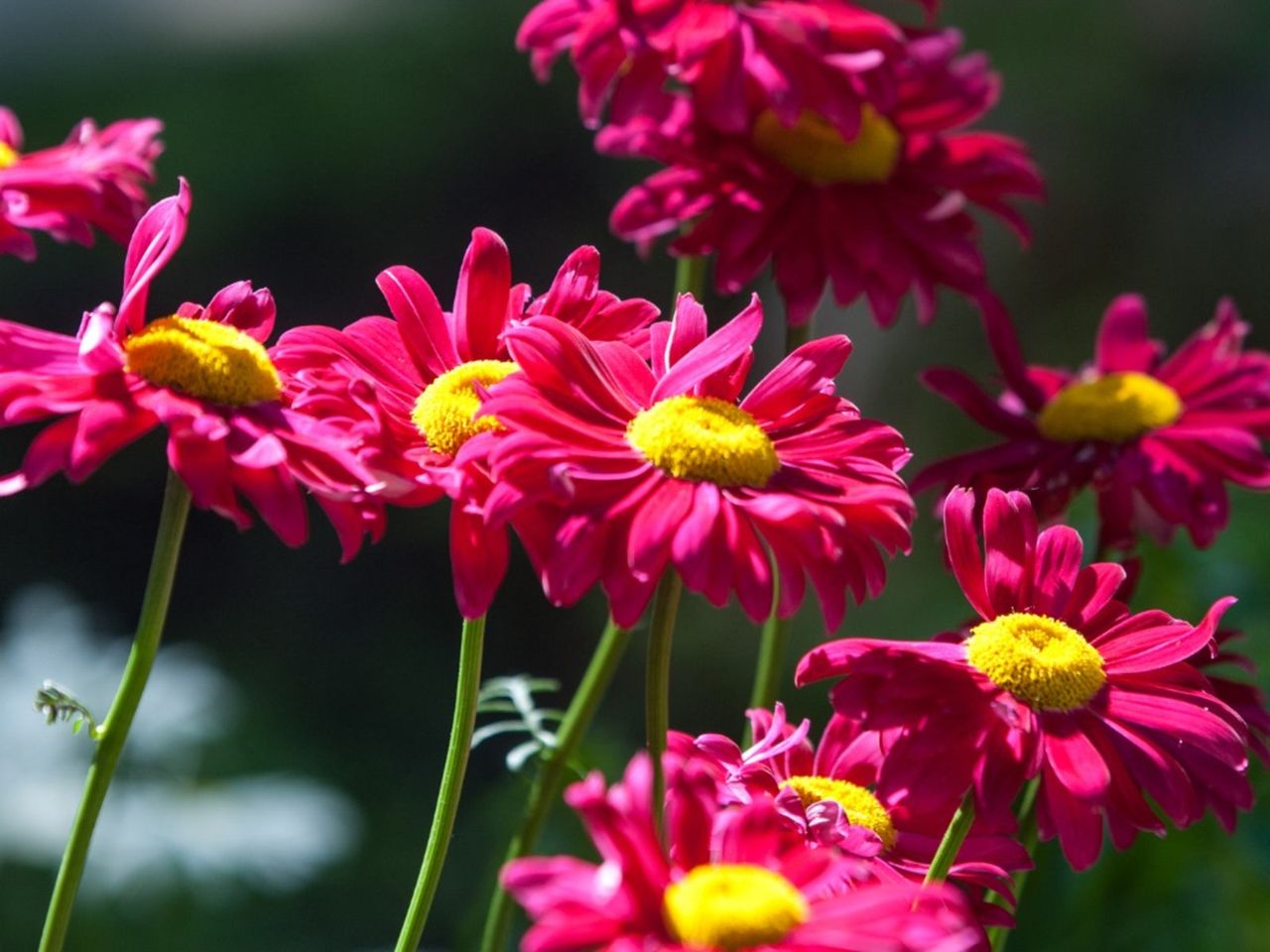 Painted Daisy Flowers