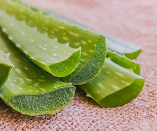 Aloe vera cuttings