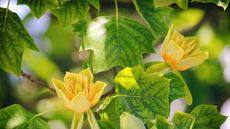 Tulip tree in bloom with yellow flowers