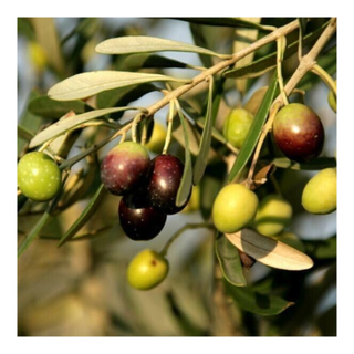 A mission olive starter plant