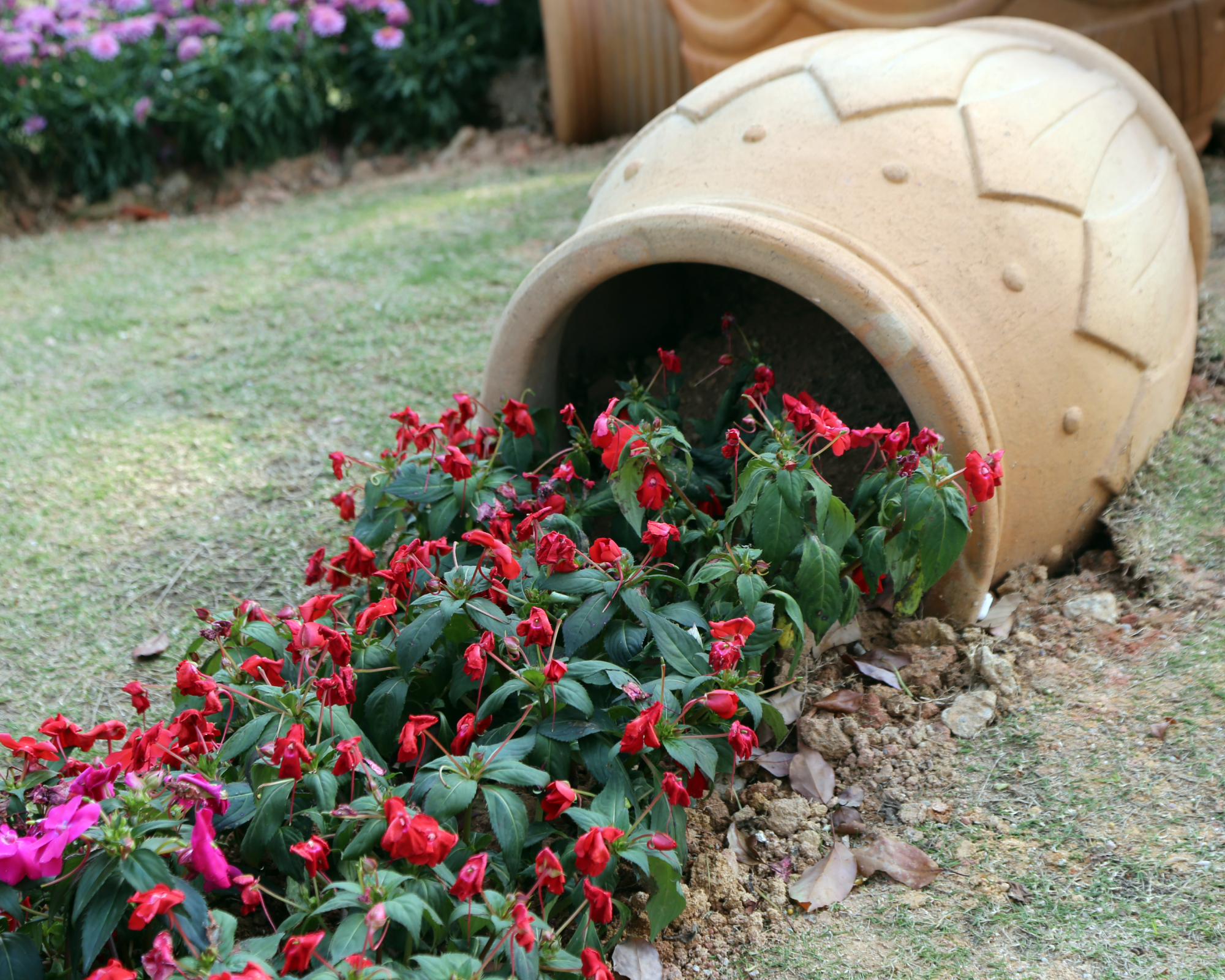a garden with a garden balsam bed, a giant terracotta pot with red flowers spilling out of the bottom