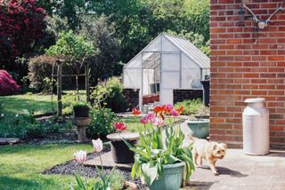 most poisonous plants for dogs: dog in garden with greenhouse and tulips