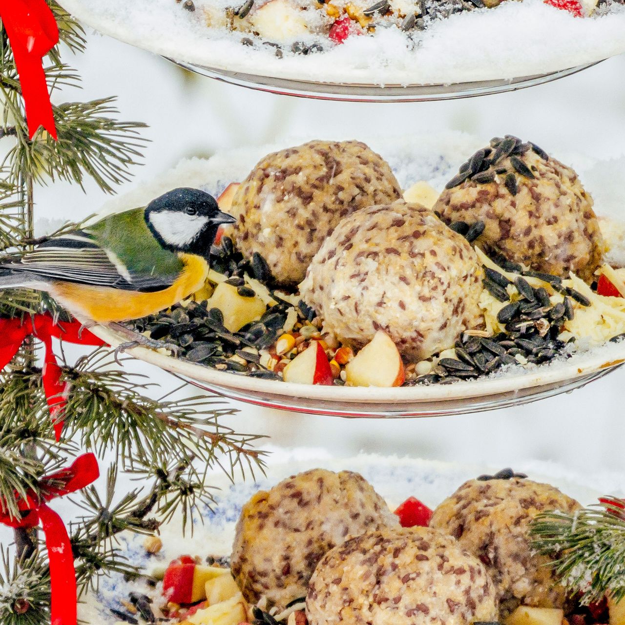 birds feeding on mixed feeder in winter