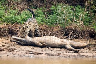 A jaguar ambushes a giant jacare caiman high up on the Three Brothers River in the Pantanal in Mato Grosso, Brazil, on Sept. 26, 2017.
