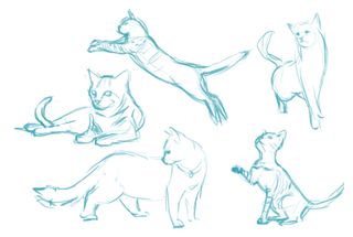 Sketches of cats