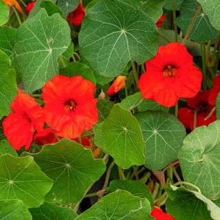 Nasturtium seeds