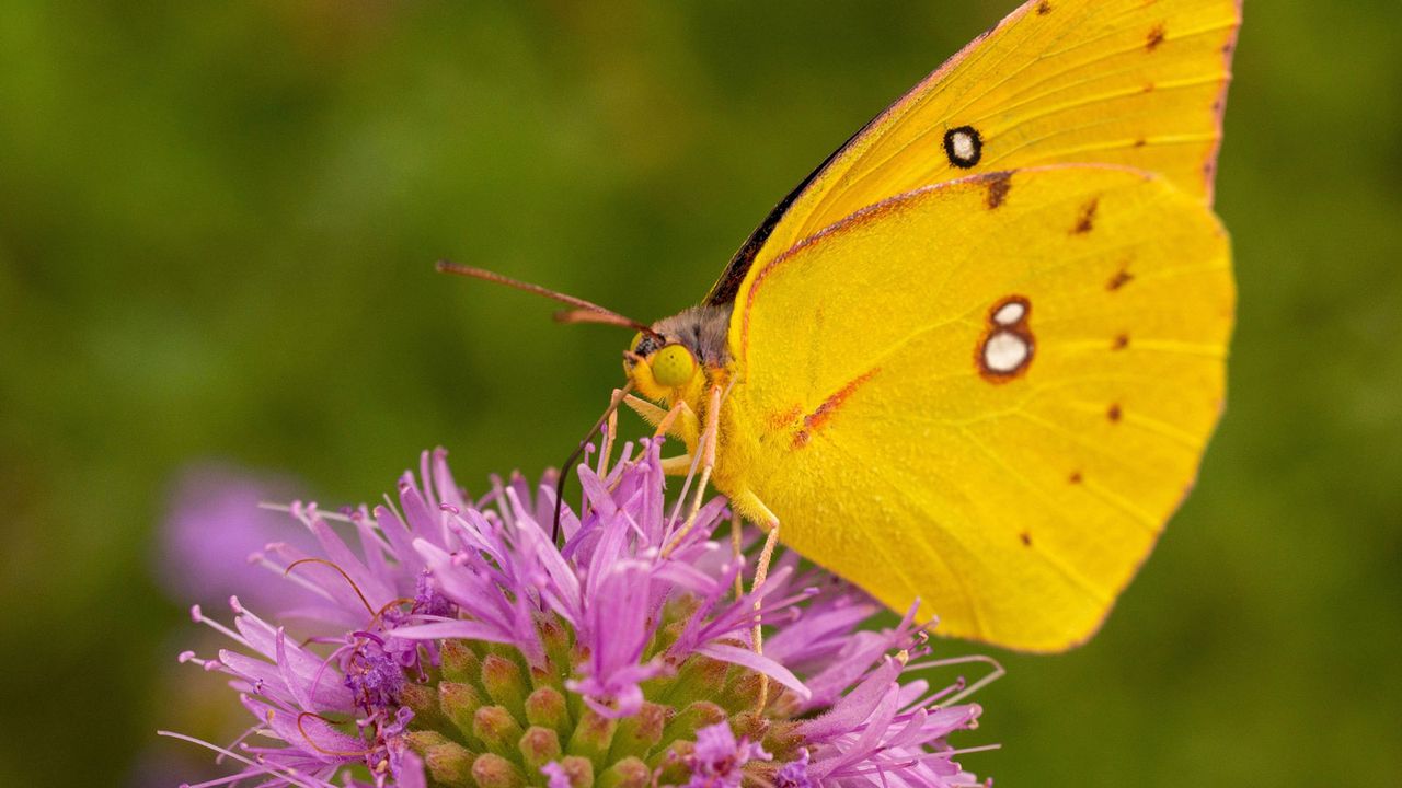 Californian dogface butterfly on thistle flower head