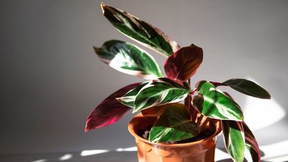 How to care for a triostar stromanthe