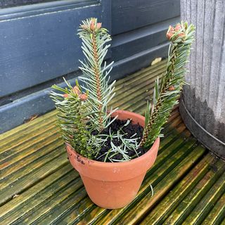 Christmas tree cuttings in terracotta pot