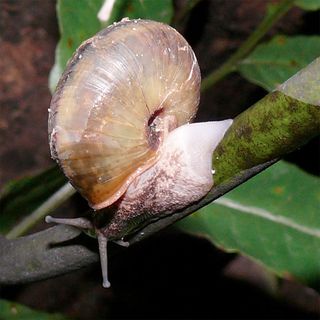 A land snail regenerating its foot