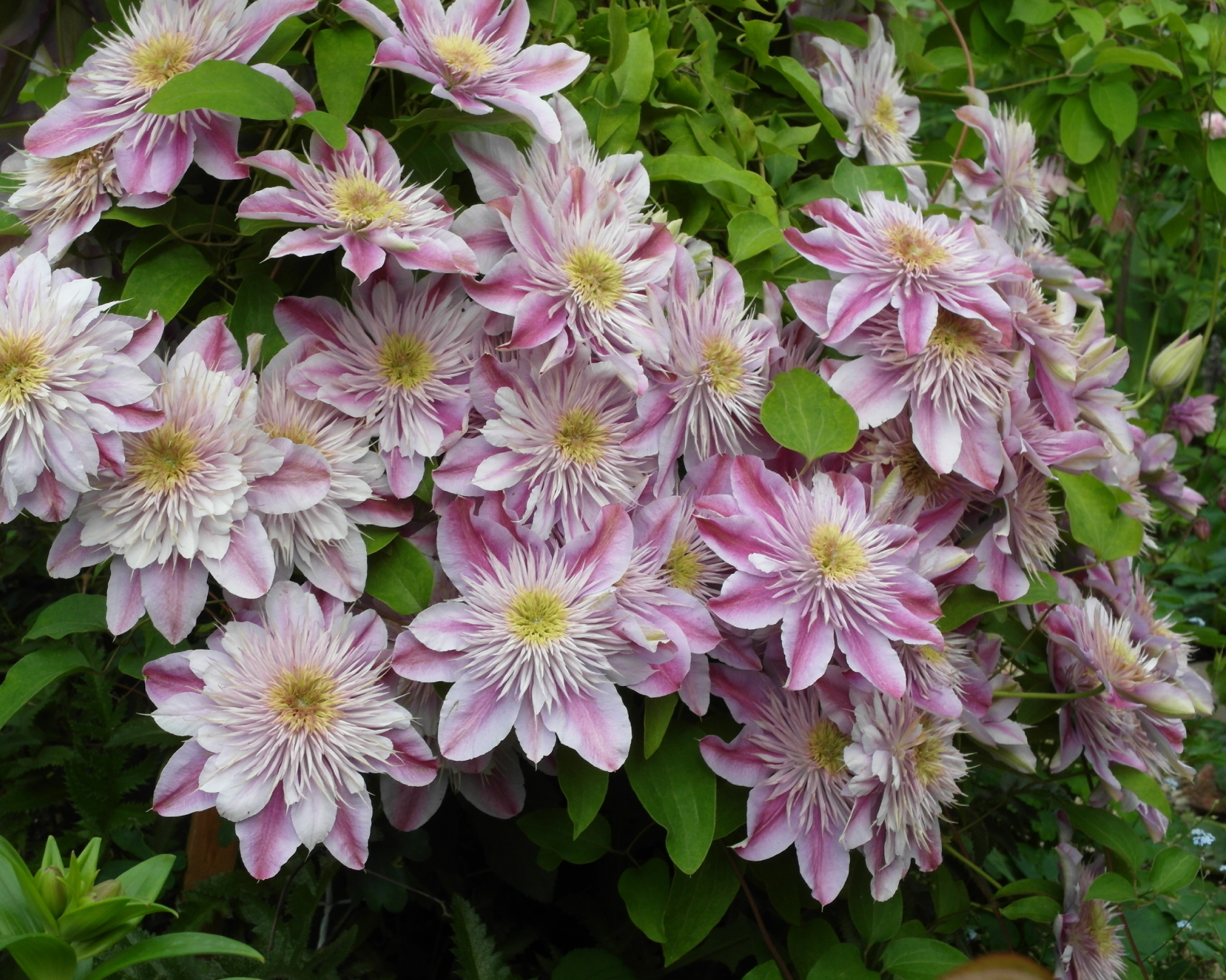 pink clematis empress climbing vine