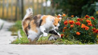 Cat chasing mouse