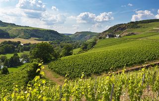 Grapes grow on vines at a Nahe Valley vineyard in Germany