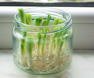 Green onions with strong green sprouts growing in water