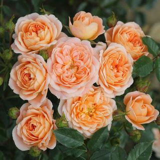 Peach coloured flowers for flower bed ideas