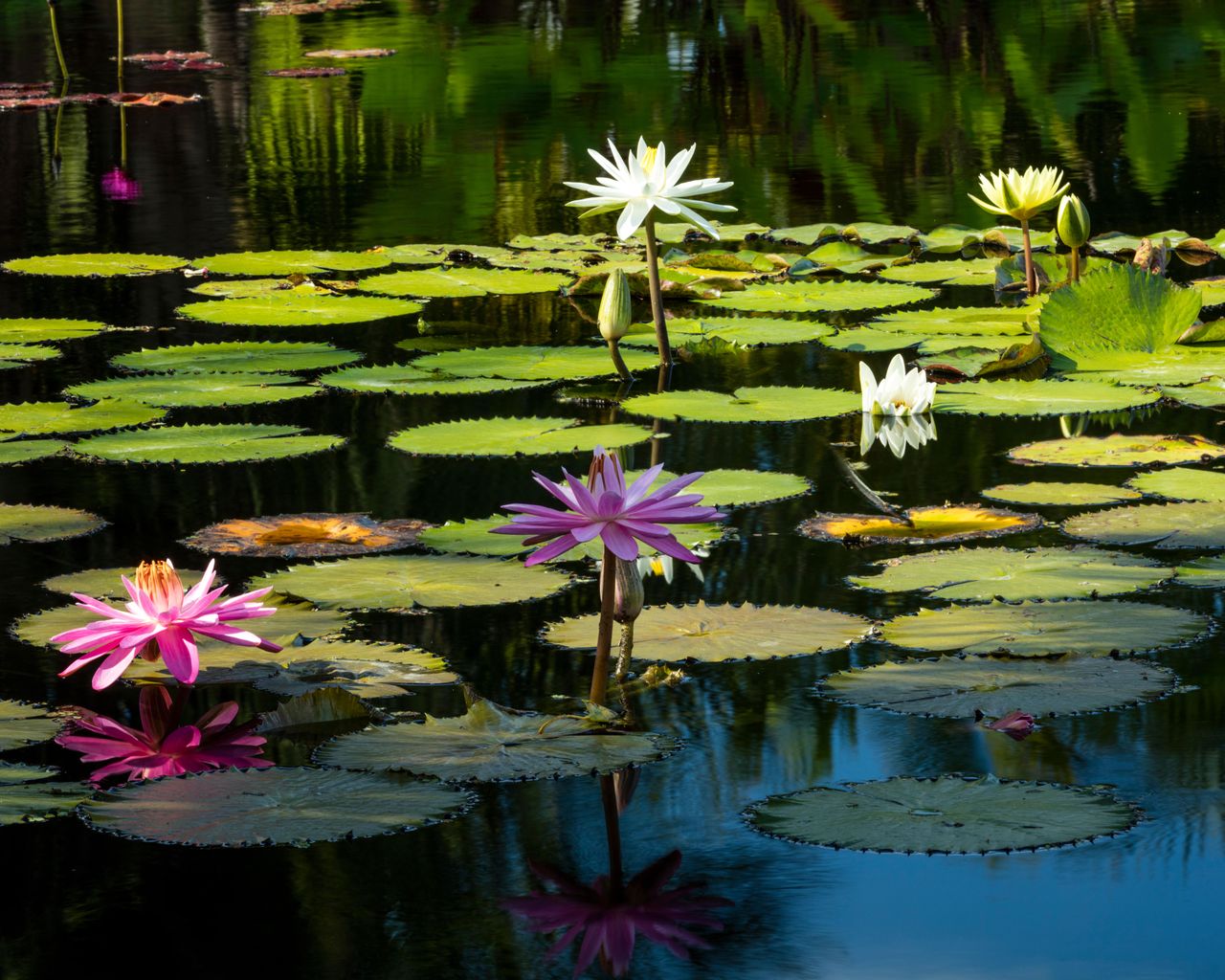 Best pond plants 10 to grow in a garden water feature