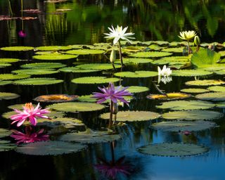 water lilies floating on a pond