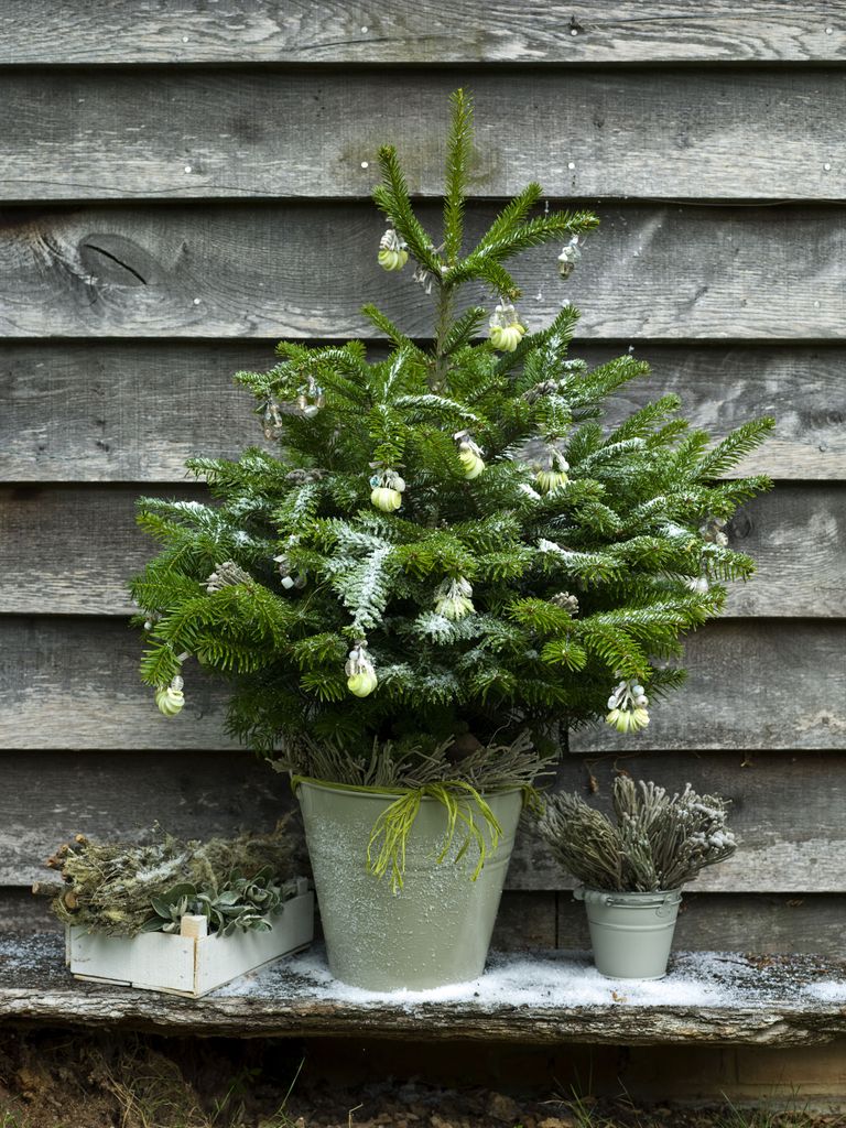 How to rent a Christmas tree (and enjoy a more ecofriendly celebration