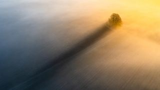 A solitary tree casts a long shadow in a misty landscape, illuminated by warm golden light, creating a serene, atmospheric scene