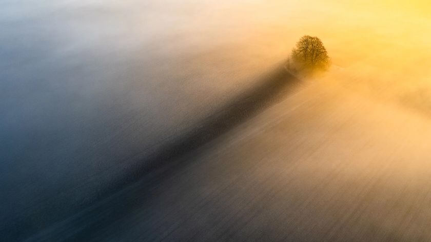 A solitary tree casts a long shadow in a misty landscape, illuminated by warm golden light, creating a serene, atmospheric scene