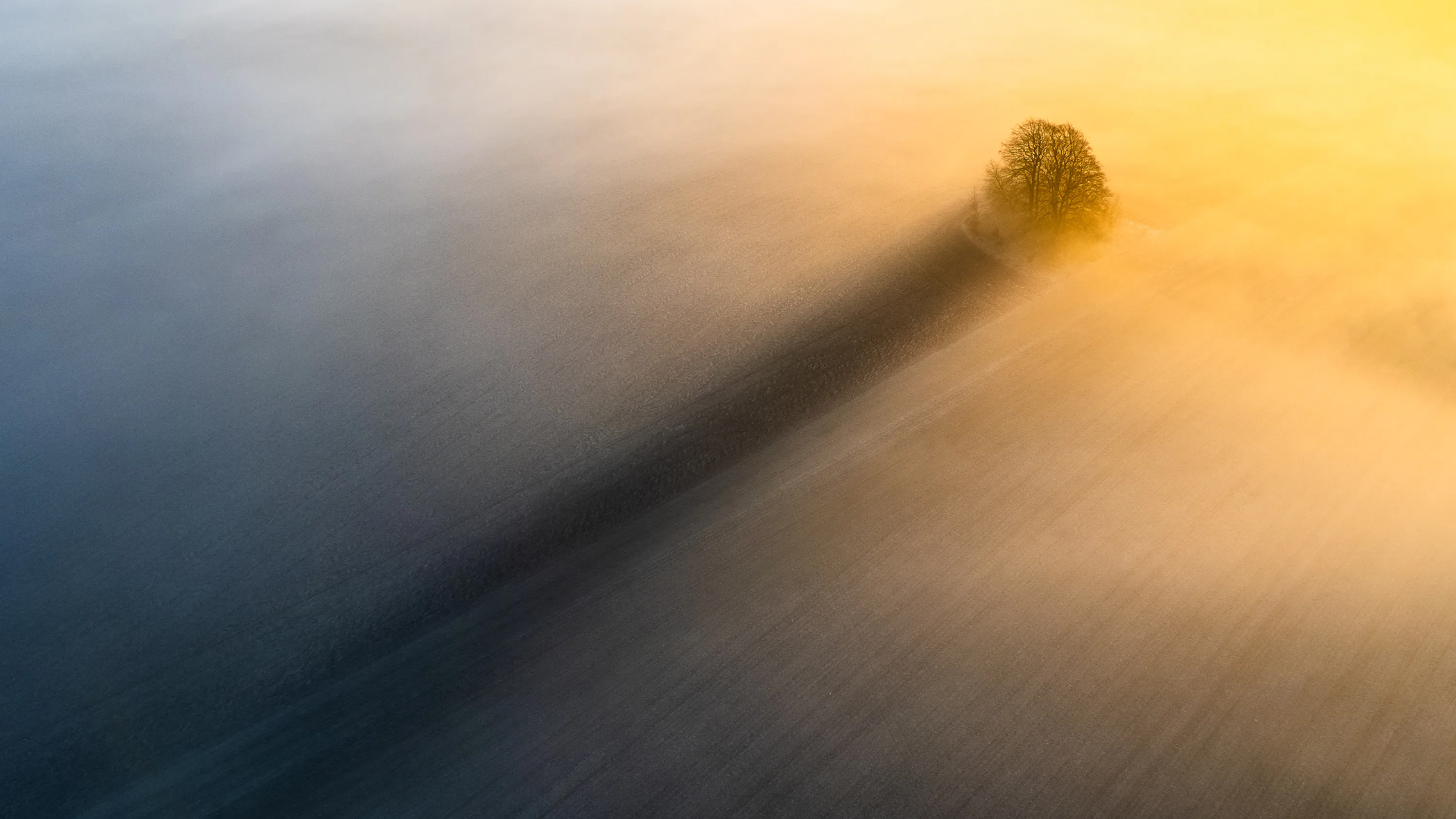 A solitary tree casts a long shadow in a misty landscape, illuminated by warm golden light, creating a serene, atmospheric scene