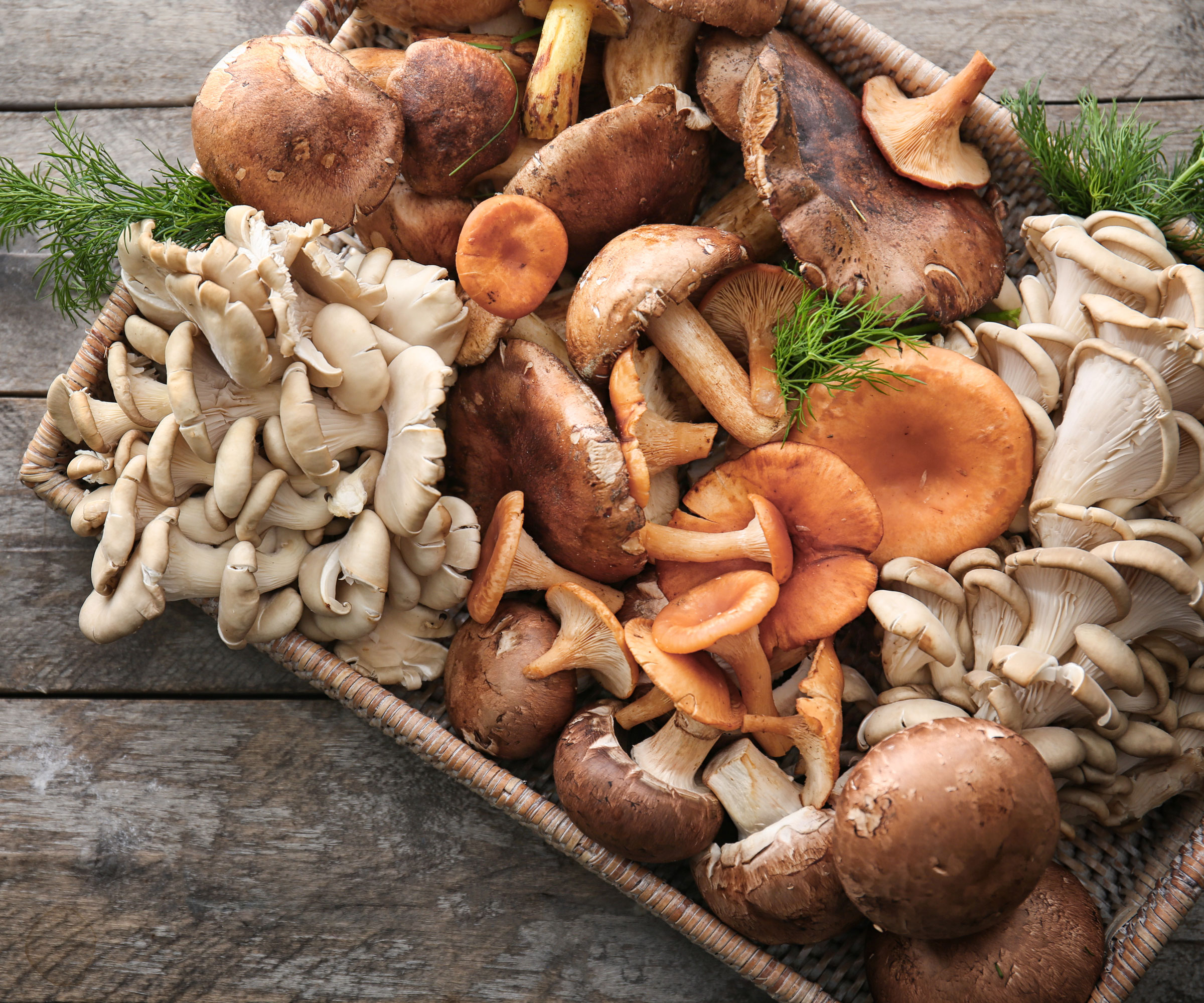 mushroom harvest with mixed fungi in wicker basket