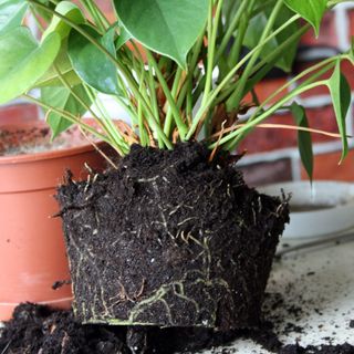 Anthurium is taken out of the pot showing roots in soil