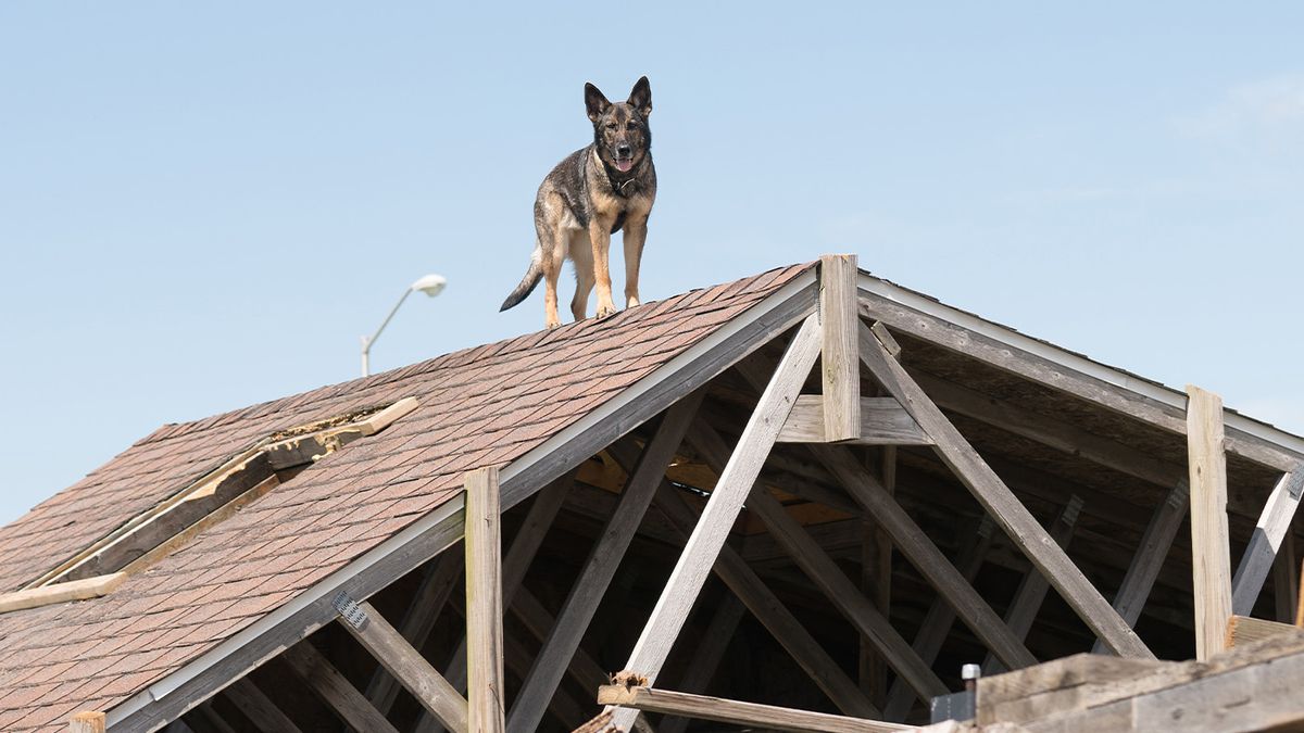 Besa on a roof