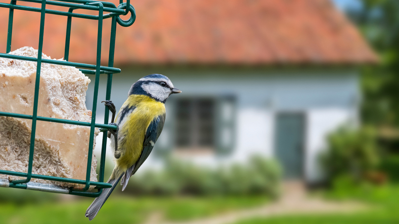 Blue Tit eating from a bird feeder.