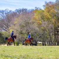 Riding in Windsor Great Park – £120 Riding in Windsor Great Park – £120