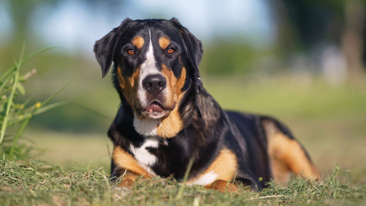 32 Things To Know About Greater Swiss Mountain Dogs 