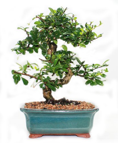 Indoorbonsaiandexotics Fukien Tea Bonsai Tree in 6inch Glazed Pot