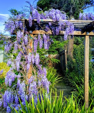 Japanese wisteria in a US garden