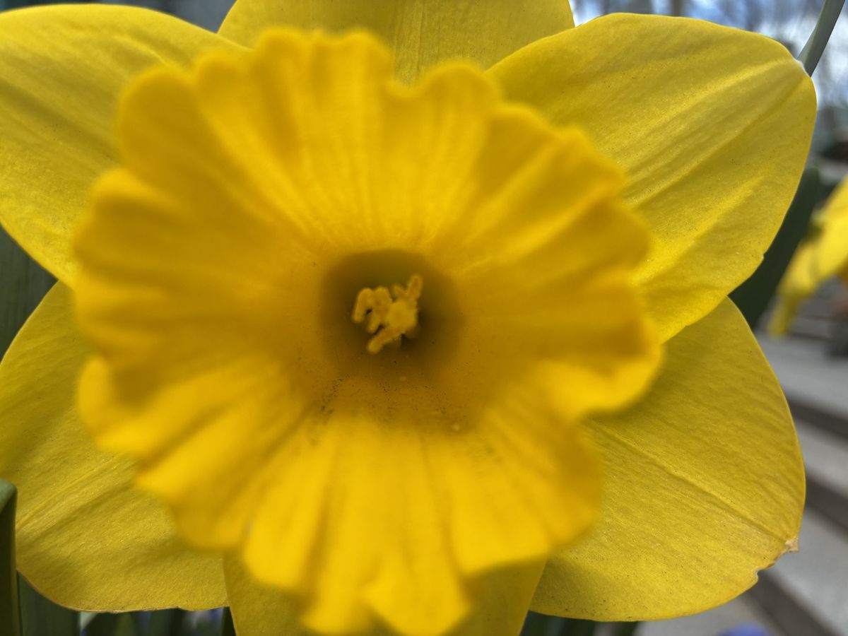 Apple iPhone 16e macro sample.