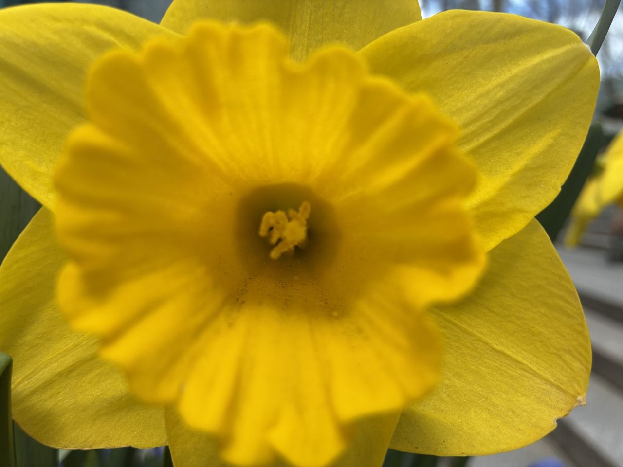 Apple iPhone 16e macro sample.