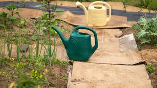 Cardboard on garden paths with watering cans