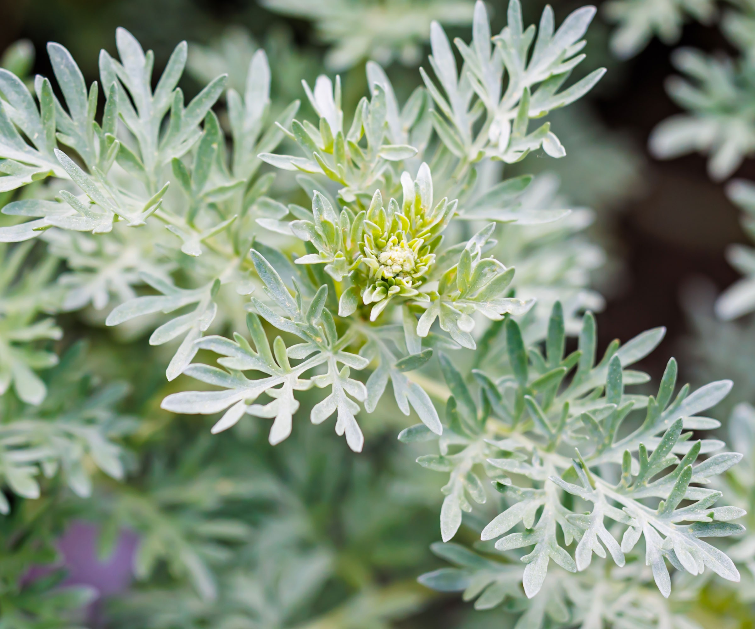 wormwood plant with silver green foliage