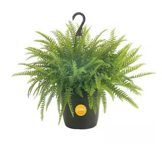 Boston fern in black hanging basket against white background