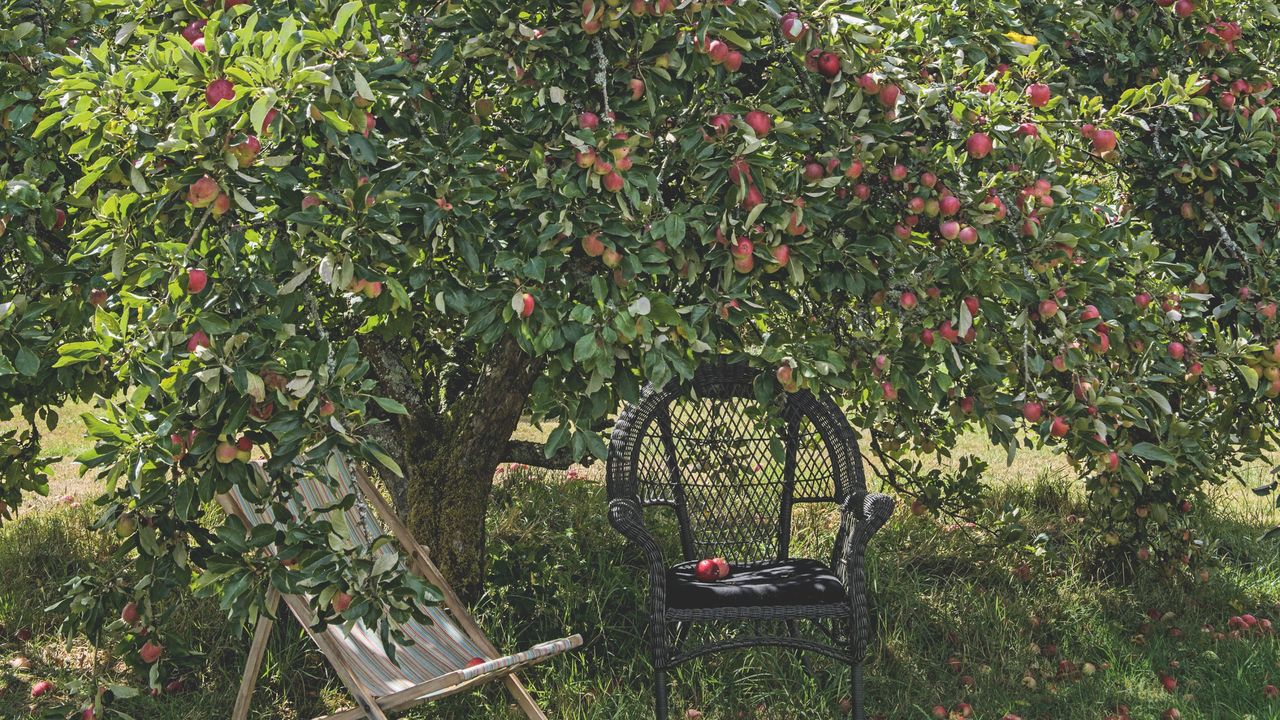 Wooden deck chair and black garden chair on grass beneath apple tree in garden