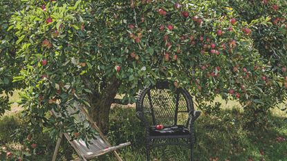 Wooden deck chair and black garden chair on grass beneath apple tree in garden