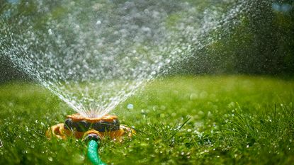 Surface level view of backyard sprinkler spraying