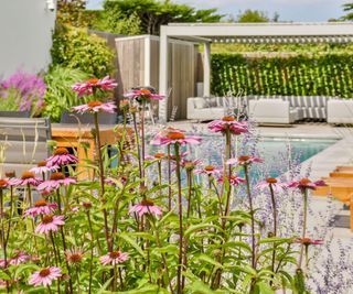 backyard with pool and coneflowers