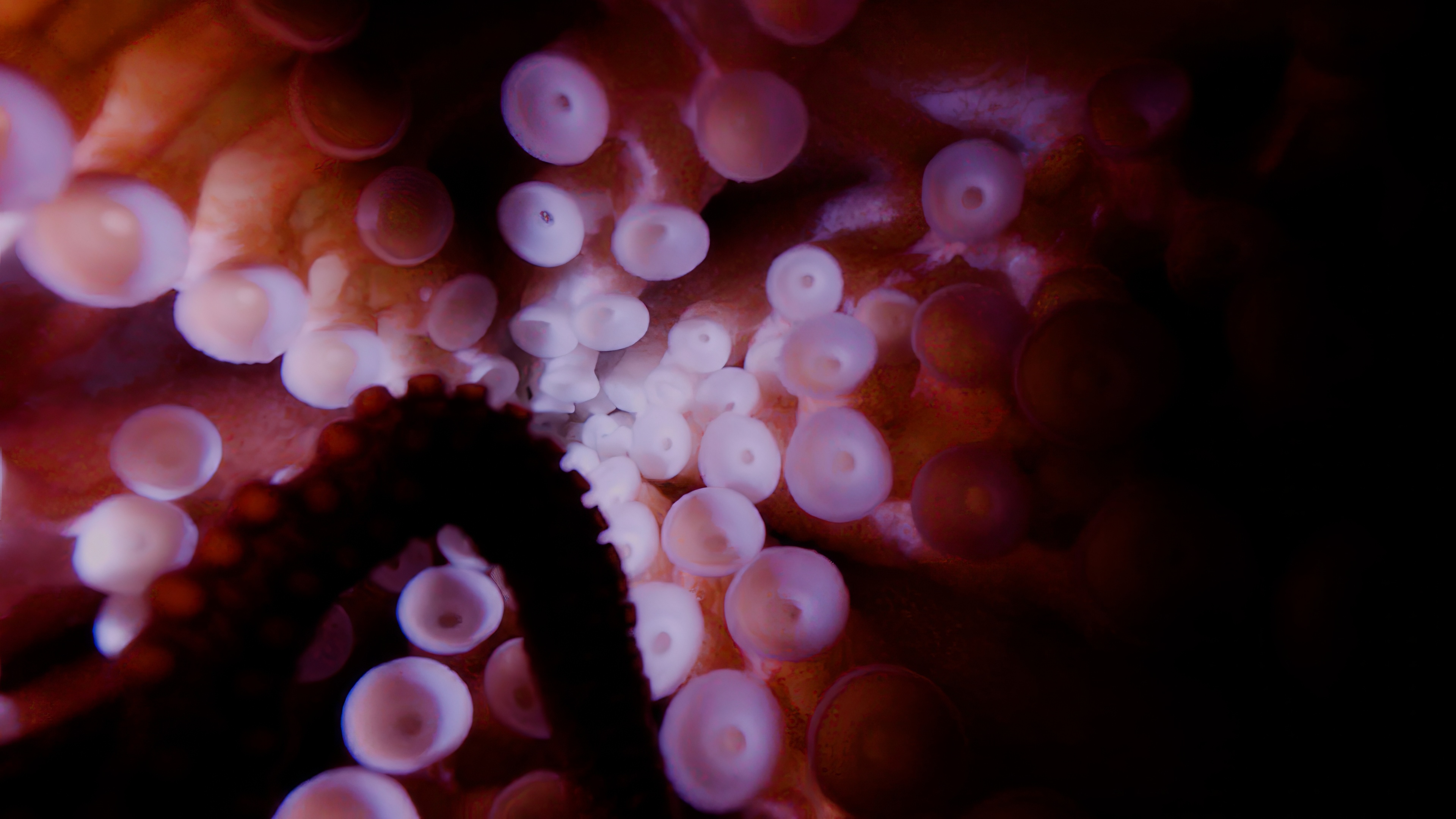A still from the footage that the octopus captured